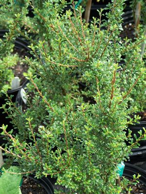 Cotoneaster microphyllus var. thymifolius Littleleaf Cotoneaster from ...