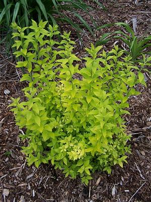 Spiraea Japonica White Gold Japanese Spirea From Quackin Grass Nursery