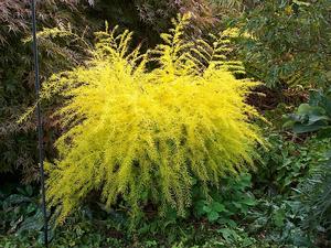 Asparagus schoberioides - Asparagus from Quackin Grass Nursery