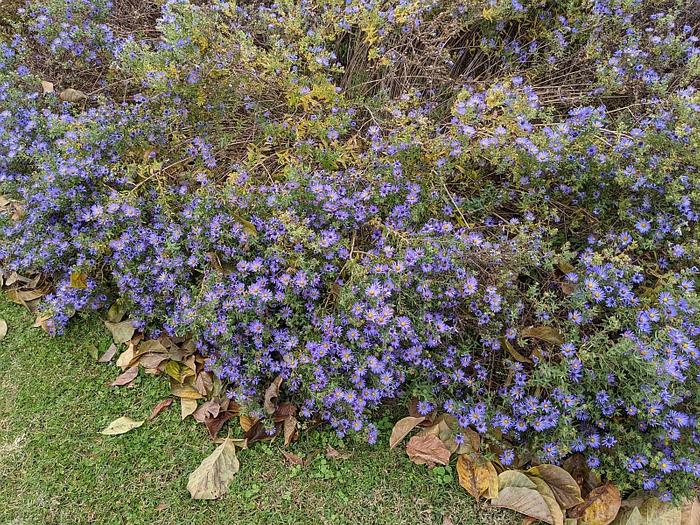 Aster x 'Dawson Road' Aster from Quackin Grass Nursery