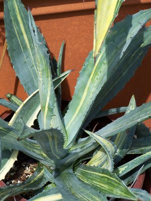 Agave americana 'Striata' Agave from Quackin Grass Nursery