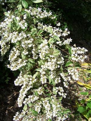 Image of Slender deutzia in a hedgerow