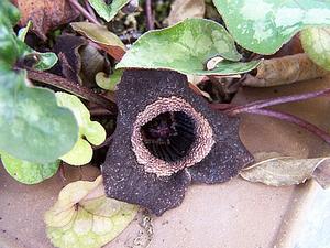 Asarum splendens 'Quicksilver' flower