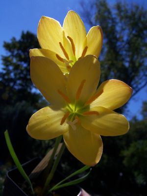 Zephyranthes x 'Midas Touch' Rain Lily from Quackin Grass Nursery