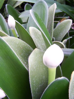 Haemanthus albiflorus (syn. albiflos) Paint Brush from Quackin Grass Nursery