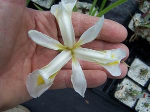 Iris virginica 'Alba' - Southern Blue Flag from Quackin Grass Nursery