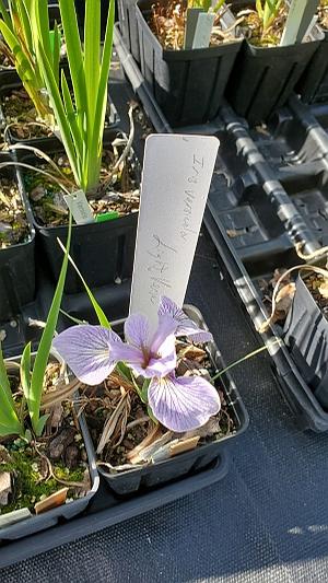 Iris versicolor 'Light Verse' - Blueflag Iris from Quackin Grass Nursery