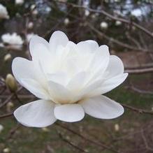 Magnolia x loebneri 'White Rose'
