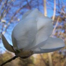 Magnolia zenii