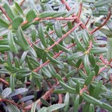 Paxistima canbyi