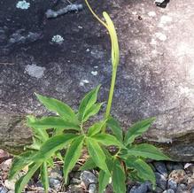 Pinellia pedatisecta