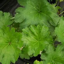 Darmera peltata