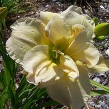 Hemerocallis 'Jean Swann'