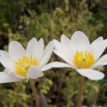 Sanguinaria canadensis 'Edith Dusek'
