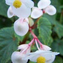 Begonia grandis 'Alba'