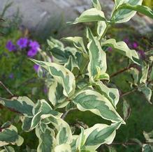 Cornus mas 'Variegata'