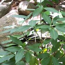 Illicium floridanum