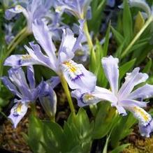 Iris cristata 'Powder Blue Giant'