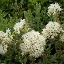 Rhododendron groenlandicum