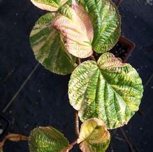 Viburnum furcatum ''white variegated''