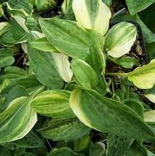 Drimiopsis maculata 'Variegata'