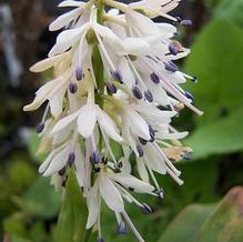 Ypsilandra thibetica
