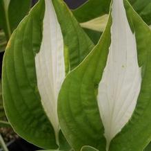 Hosta 'Risky Business'