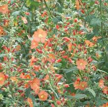 Sphaeralcea incana