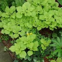 Pachysandra procumbens 'Spring Gold'