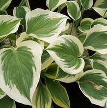 Hosta 'Ivory Coast'