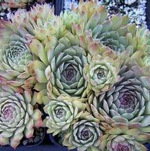 Sempervivum 'Pacific Dawn'