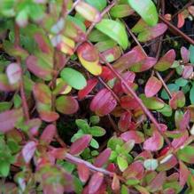Vaccinium macrocarpum