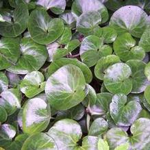 Asarum europaeum Asarum europaeum