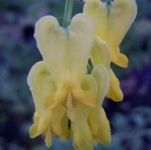 Dicentra scandens