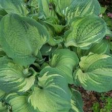 Hosta 'Guardian Angel'