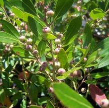 Ilex glabra 'Nova Scotia'
