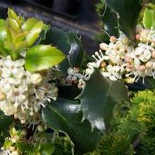 Ilex x meserveae 'Prince Charming'