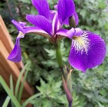 Iris x robusta 'Gerald Darby'