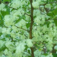 Symplocos paniculata