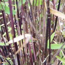 Fargesia nitida 'Ravenwood'