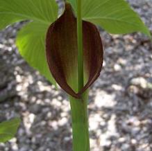 Pinellia tripartita 'Angry Dragon'