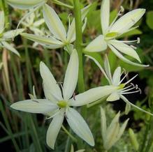 Camassia leichtlinii 'Sacajawea'