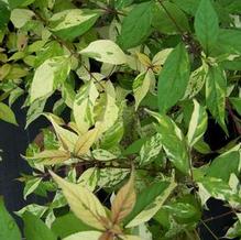 Callicarpa dichotoma 'Splashy'