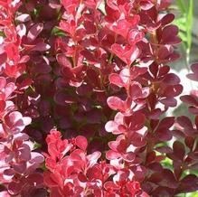 Berberis thunbergii 'Red Hot'
