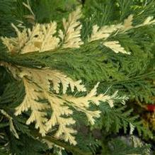 Chamaecyparis nootkatensis 'Variegata'