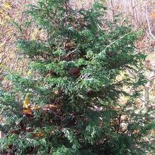 Chamaecyparis obtusa 'Rashamiba'