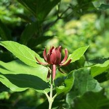 Calycanthus floridus