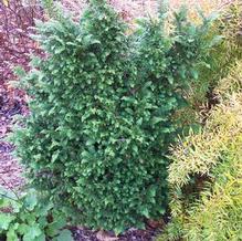 Chamaecyparis obtusa 'Cross Compact'