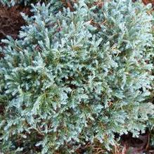 Chamaecyparis pisifera 'Baby Blue'