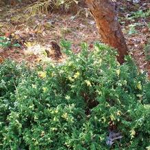 Chamaecyparis pisifera 'Compacta Variegata'